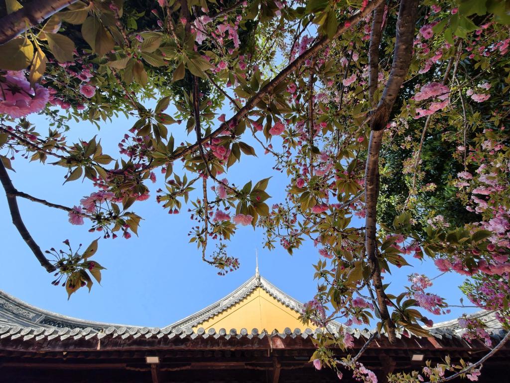 上海春意浓